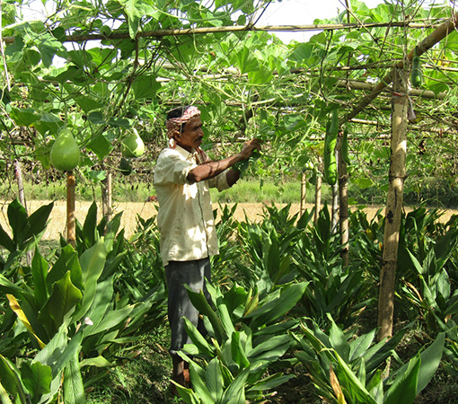 Organic Farming Initiative
